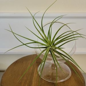 Glass Sphere Terrarium